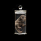 Embryo Glass Container  Jurassic World  T-Rex Tyrannosaurus Rex Draco Rex Dino Baby InGen Embryo Jar with Led lamp